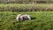 Two sheep sleeping close to each other