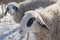 Two sheep on snowy meadow in winter