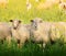 Two sheep with thick fur on summer pasture