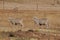 Two sheep walking in a row in a dry farm paddock