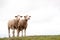 Two Sheep with white cloudy sky behind them, isolated, copy space, grass, hill