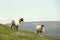 two sheep on yorkshire dales hill