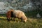 Two sheeps graze near Medzhybizh; castle in Khmelnytskyi Oblast