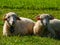 Two sheeps laying and resting on the meadow
