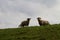 Two sheeps standing on the grassland with a cloudy sky in the background