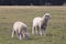 Two sheeps standing on the meadow, New Zealand