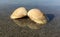 Two shells mirror in the water