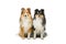 Two sheltie dogs