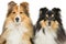 Two sheltie dogs