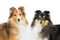 Two sheltie dogs