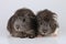 Two sheltie guinea pig babies