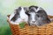 Two sheltie guinea pig in a basket