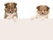 Two sheltland sheepdog puppies hanging over an paper board border with space for text on a white background