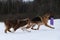 Two Shepherds German and Australian on walk in snowy winter park. Beautiful young thoroughbred active dogs. They go together in