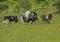 Two Shetland Ponies fighting on Grayson Highlands.