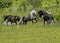 Two Shetland Ponies fighting on Grayson Highlands.