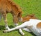 Two Shetland Ponies playing in green grass.