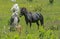 Two Shetland Ponies running in green grass.