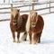 Two shetland ponnies standing together in winter