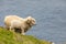 Two shetland sheep on the edge of a cliff at Hermaness national nature reserve