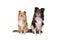 Two Shetland Sheepdogs