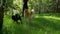 Two Shiba dogs walk through the summer forest