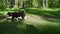 Two Shiba dogs walk through the summer forest