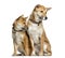 Two Shiba Inu, 1 year and 6 months old looking away