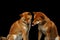 Two Shiba inu Dogs, Isolated Black Background