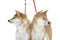 Two shiba Inu dogs on snow background look in different sides