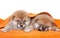 Two Shiba Inu puppies under blanket