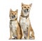 Two Shiba Inu, sitting, isolated on whit