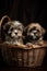 Two Shih Tzu puppies in a basket on a dark background