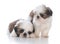 two shih tzu puppy litter mates