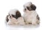 two shih tzu puppy litter mates