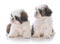 two shih tzu puppy litter mates