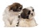 Two Shih-tzus in front of white background