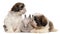 Two Shih-tzus playing with rabbit