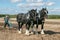 Two shire horses ploughing at show