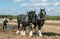 Two shire horses ploughing at show