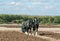 Two shire horses ploughing at show