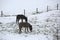 Two shivering donkeys graze on the frozen grass in winter