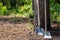 Two shovel shovels leaning against a pine tree in the Park