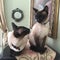 Two Siamese cats