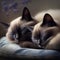 two siamese cats are sleeping on a pillow on a tablecloth covered tablecloth, with a flower in the background, and a blue and