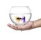 Two Siamese fighting fish in fish bowl, in hand isolated on a white background.