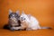 Two Siberian fluffy kitten