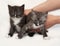 Two siberian fluffy tabby kitten standing on gray