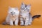 Two Siberian furry kitten