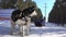 Two Siberian huskies are harnessed. Close-up